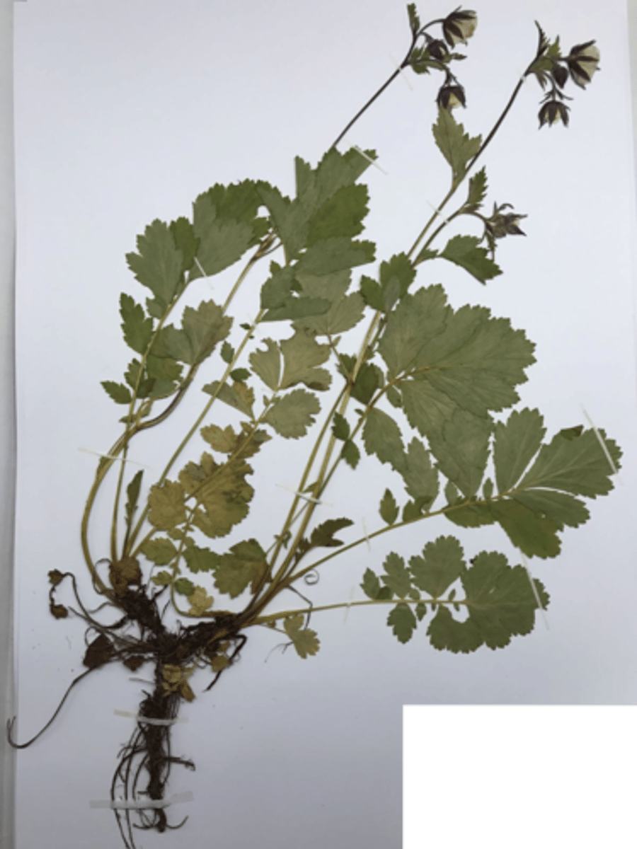 <p>purple avens</p>
