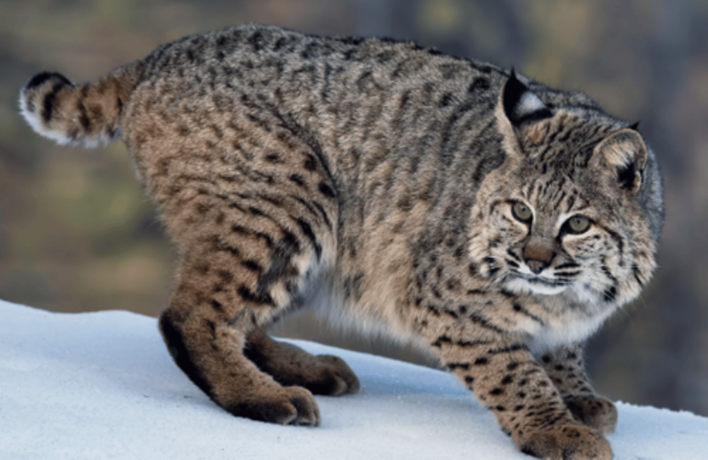 <p>Name, habitat, range</p>