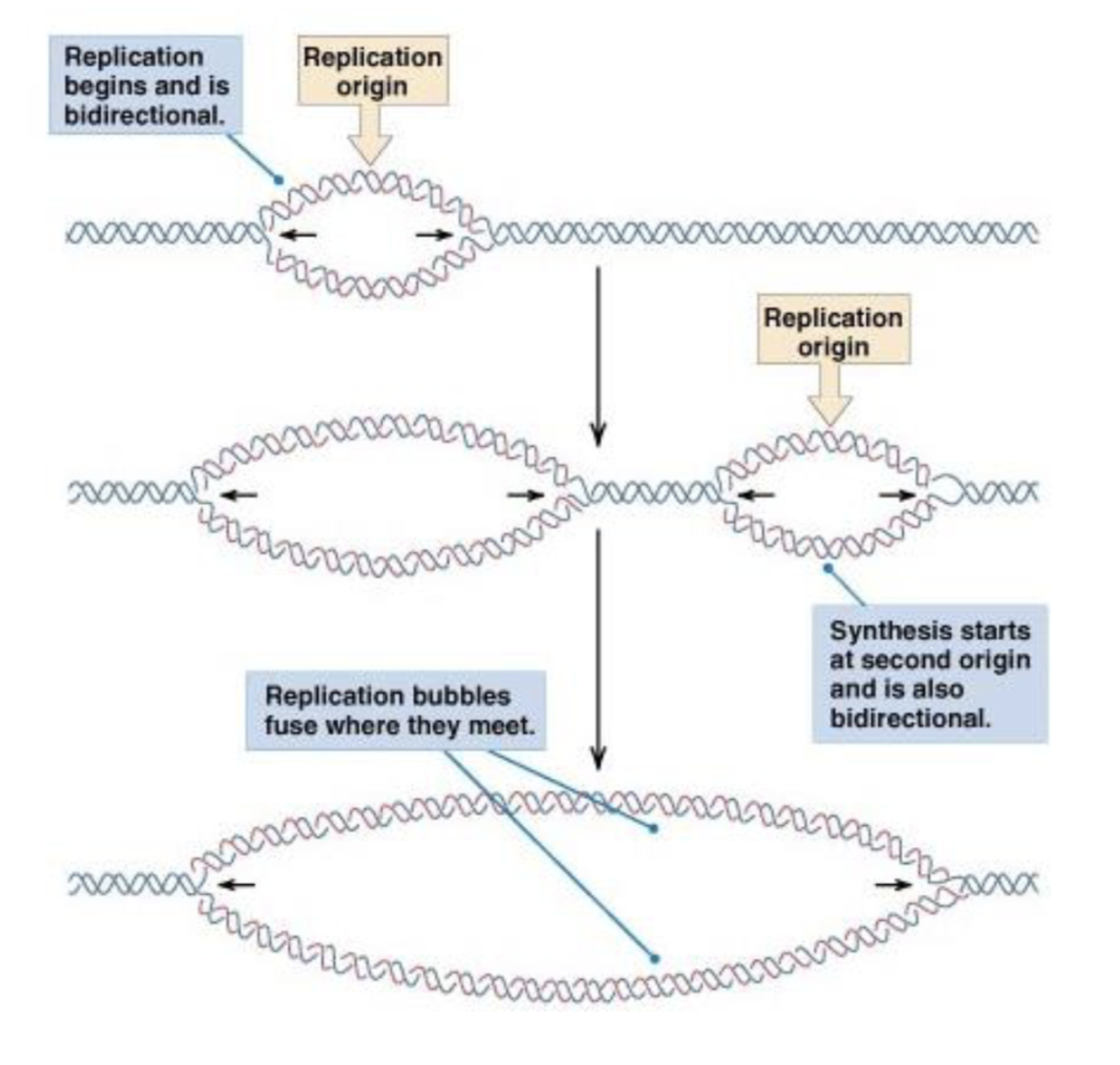 <p>sites where DNA synthesis initiates in cells</p>