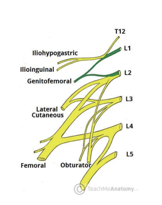 <p>3rd branch of lumbar plexus — after leaving psoas major muscle, quickly divides into a genital &amp; femoral branch </p><ul><li><p>Roots — L1 &amp; L2</p></li><li><p>Motor functions — Genital branch innervates cremasteric muscle</p></li><li><p>Sensory functions — Genital branch innervates skin of anterior scrotum in males, or skin over mons pubis &amp; labia majora in females. Femoral branch innervates skin on upper anterior thigh </p></li></ul>
