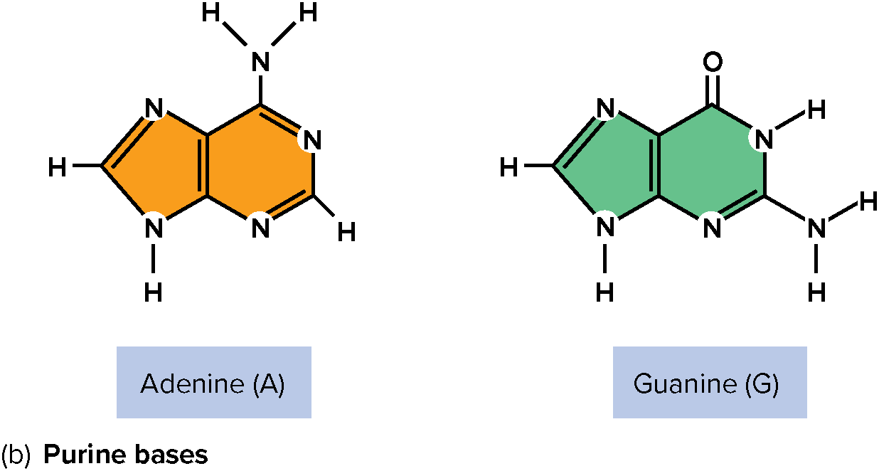 Adenine (A) and Guanine (G)