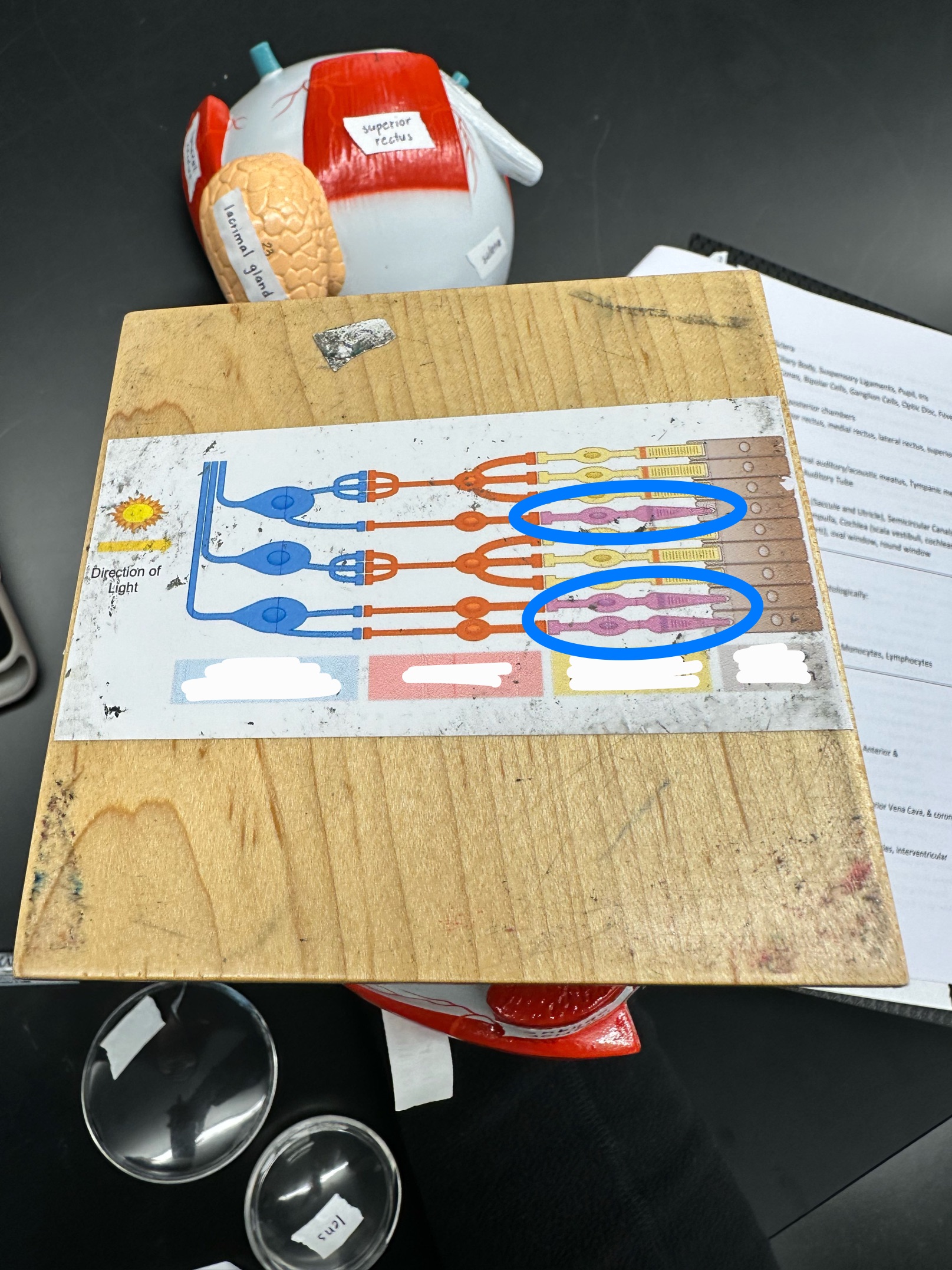 knowt flashcard image