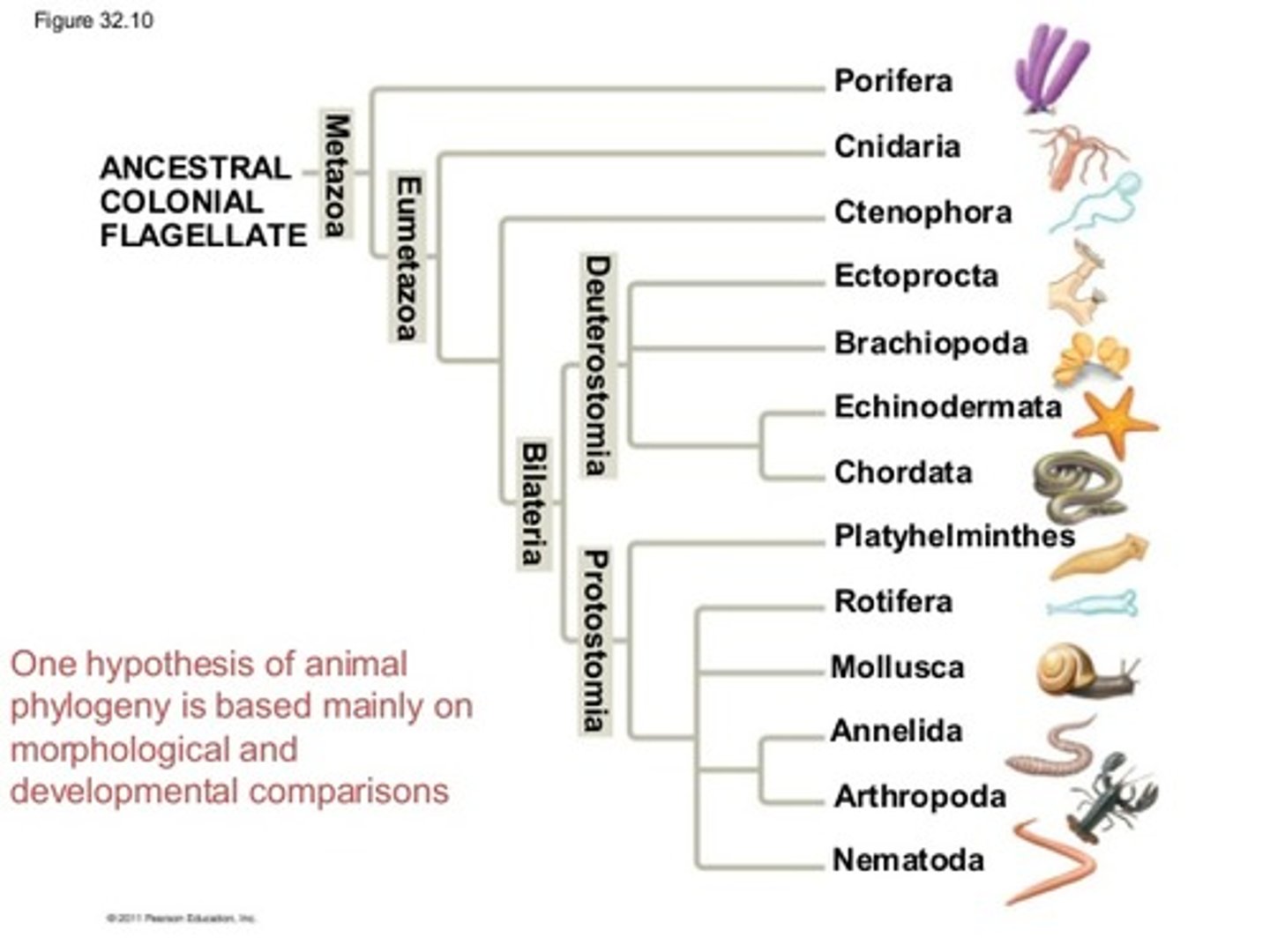 <p>Protostomes and Deuterostomes</p>