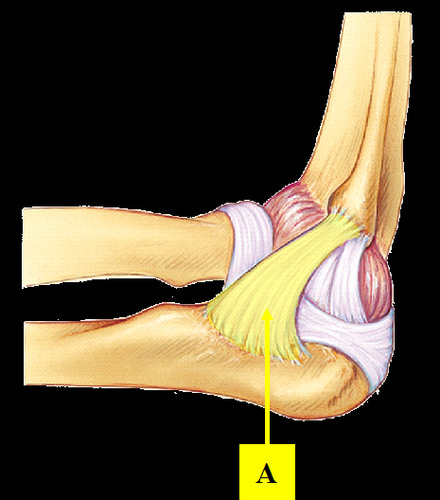 <p>extends from the medial epicondyle of the humerus to the coronoid process of the ulna</p>