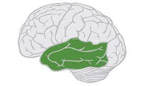 <p>lobe that is inferior to the lateral fissure and anterior to the occipital lobe</p>