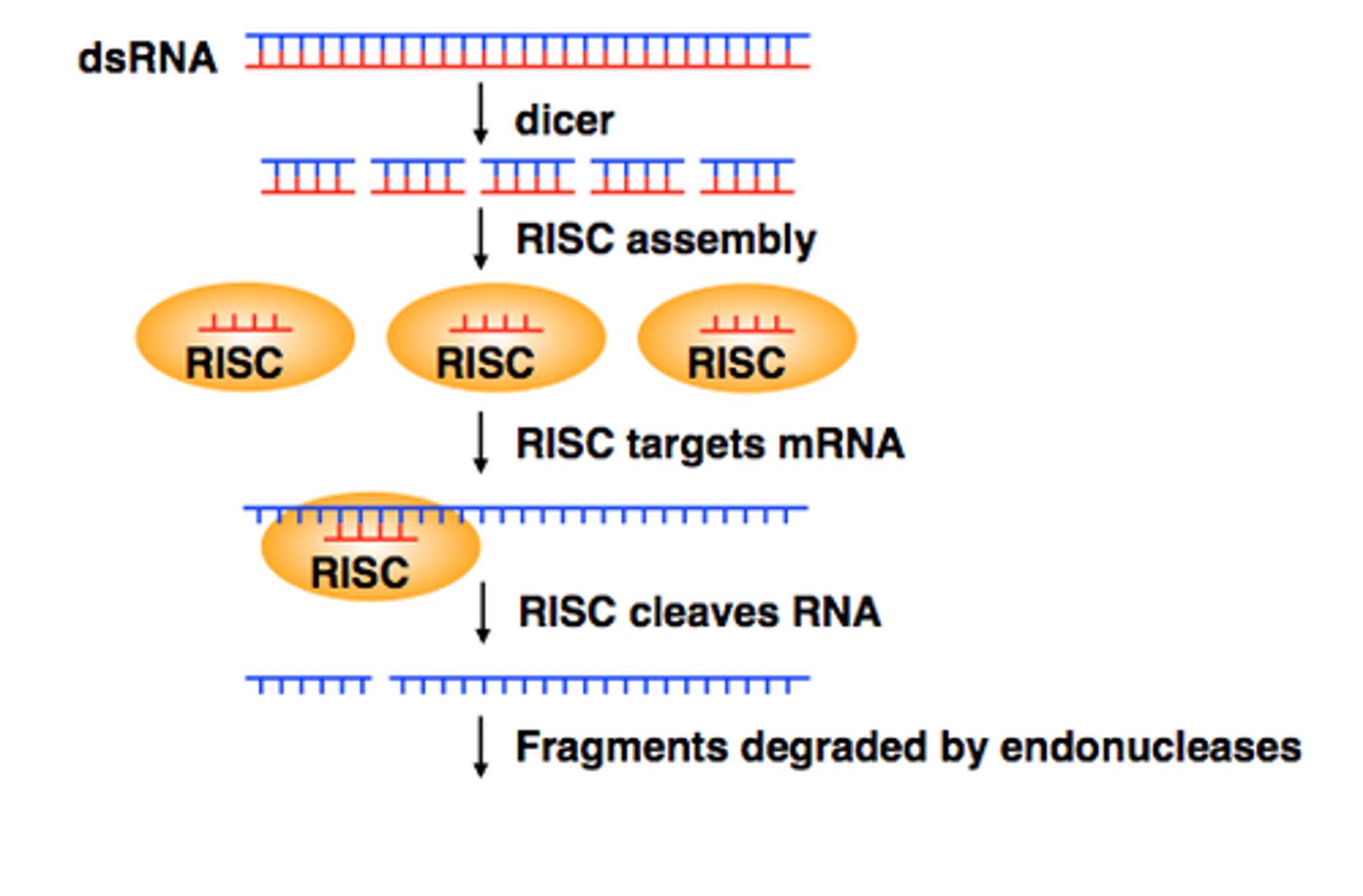 <p>•Levels of silencing enzymes e.g.,</p><p>• Dicer</p><p>• Argonaute (RISC)</p><p>Cells with more machinery → stronger silencin</p>