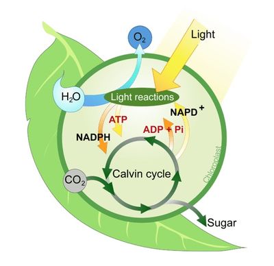 <p>Visible light is 400 nm to 700 nm</p>