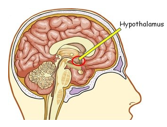 <ol start="2"><li><p>the hypothalamus</p></li><li><p>Its an infection response, which increases the normal range for the biological thermostat to cope</p></li><li><p>They seek warmer environments to increase their body temperature in response to certain infections</p></li></ol>