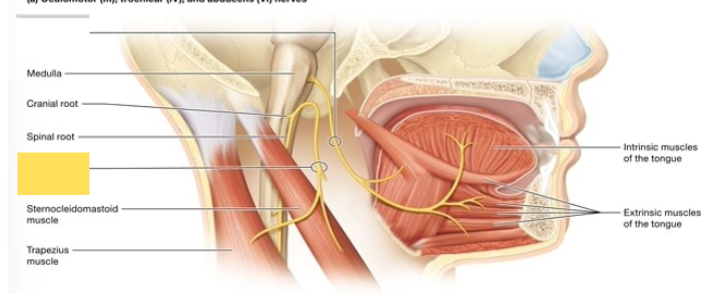 <p><span style="background-color: transparent; font-family: &quot;Times New Roman&quot;, serif;"><span>innervates the muscles of the tongue (no role in taste sensation)</span></span></p>