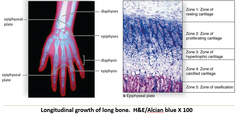 <p>Longitudinal growth happens in different zones:</p><ul><li><p><strong>Reserve Cartilage</strong> – Acts as the base for growth.</p></li><li><p><strong>Proliferation</strong> – Cells divide and expand cartilage.</p></li><li><p><strong>Maturation &amp; Hypertrophy</strong> – Cells grow larger.</p></li><li><p><strong>Calcification</strong> – Cartilage hardens with minerals.</p></li><li><p><strong>Ossification</strong> – Bone replaces the hardened cartilage, making the bone longer.</p></li></ul><p></p>