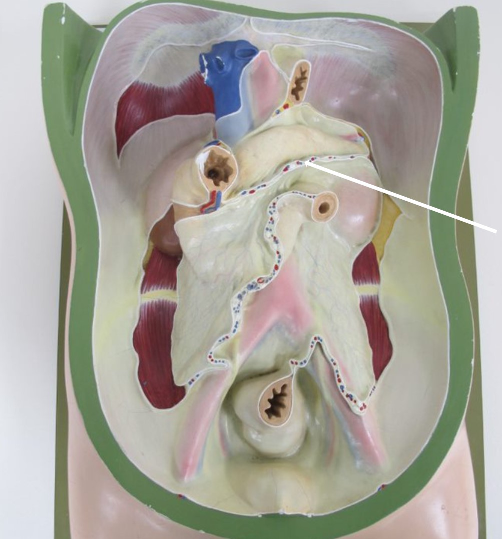 <p>dubbellagig peritoneum (Latijns + specifiek)</p>