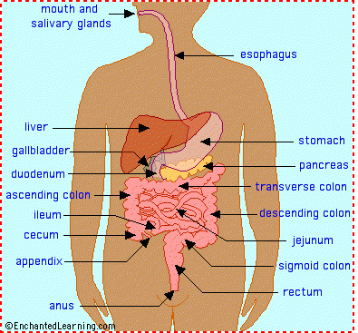 Includes:
- mouth
- oesophagus - pushes food down to stomach
- liver
- stomach
- pancreas
- gall bladder
- large intestine
- small intestine
- rectum
- anus