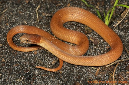 <p>dry, sandy soils; southeast most corner of GA; rear-fangs; orange-ish tan; head marking and then plain</p>