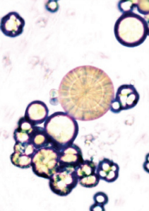 term image
