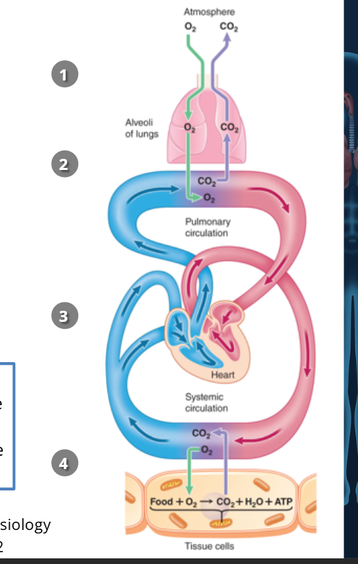<ul><li><p><strong>Internal respiration</strong> = Cell-level usage of O₂ + production of ATP + release of CO₂.</p></li><li><p><strong>External respiration</strong> = Body-level process of <strong>getting O₂ in</strong> and <strong>CO₂ out</strong>.</p></li></ul><p></p>