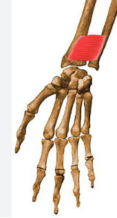 <p>Function: pronates forearm</p><p>Origin: distal, anterior ulna</p><p>Insertion: distal, anterior radius</p>