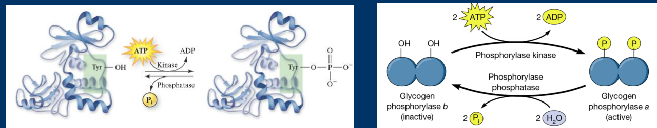 <p>• <strong>Kinases</strong> are enzymes that catalyze the addition of a phosphate group (PO4 ) to other molecules • ~500 kinase genes in genome, and ~20% are associated with cancer! </p><p>• When a kinase has activity towards a protein, it generally adds to amino acids with a<u> hydroxyl group</u></p><p> • Tyrosine, Serine, and Threonine </p><p>• Kinases signal. By adding a highly negatively charged phosphate to substrates, they affect function, localization, etc. </p>