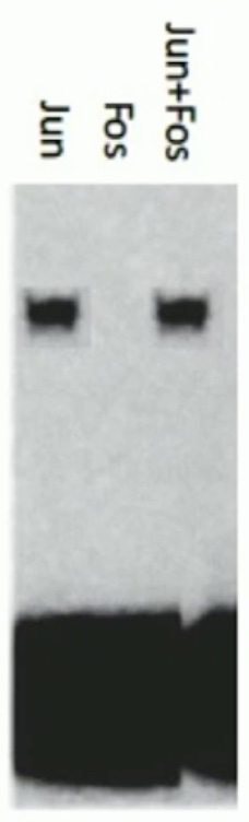 <p>The promoter that you are studying contains a single AP-1 binding site. You incubate a radiolabeled segment of the promoter with either Jun monomers, Fos monomers or Jun and Fos monomers and perform an EMSA. The binding site in your segment recognizes:</p><p><span>a) Jun homodimers</span></p><p><span>b) Fos homodimers</span></p><p><span>c) Jun-Fos heterodimers</span></p>