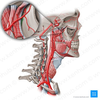 <p>Name the artery</p>