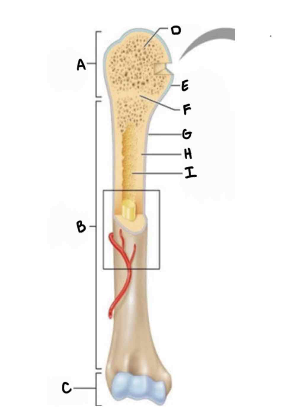 <p>Lecture FRQ: what part of the long bone is labeled A?</p>