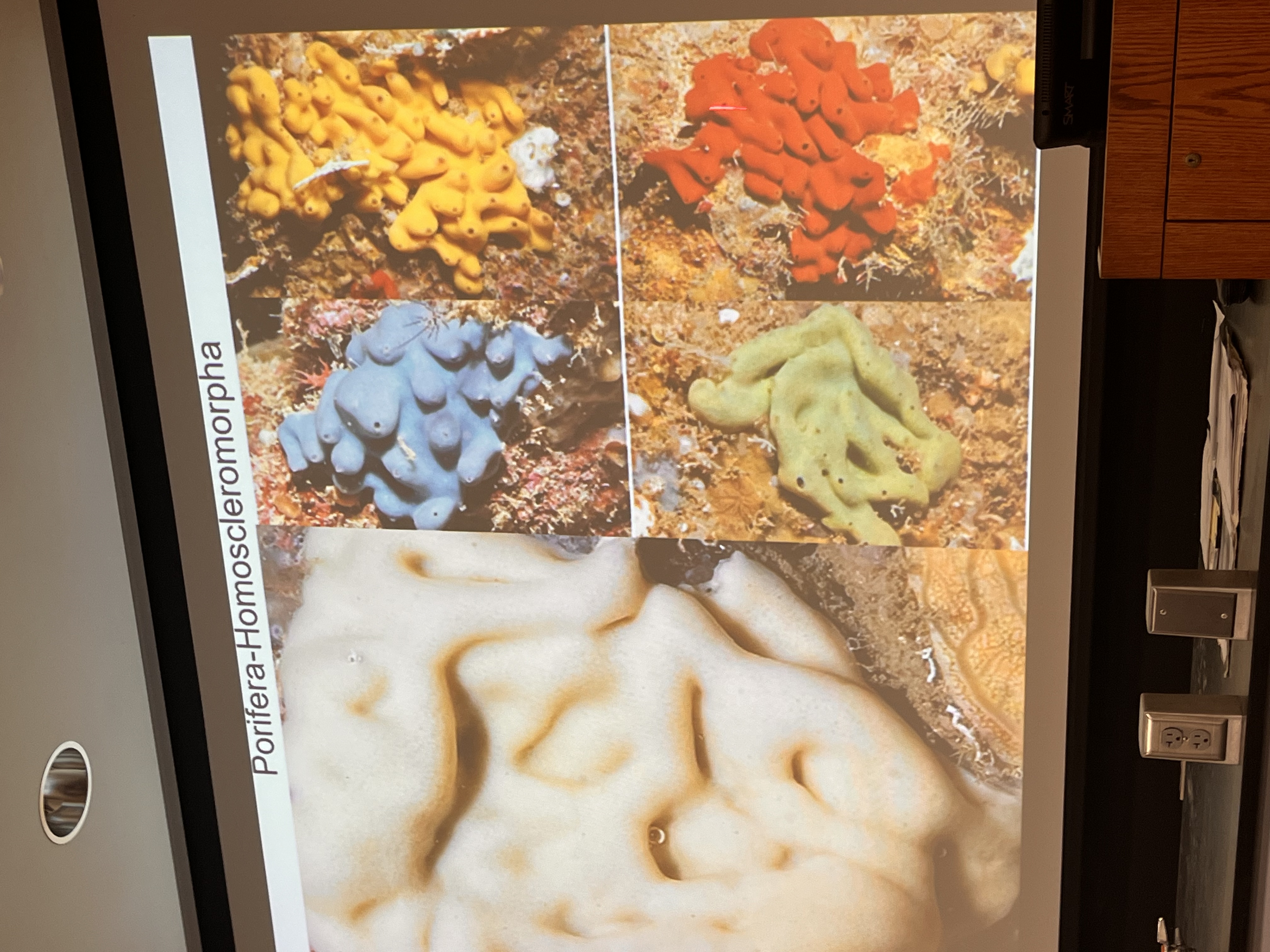 <p>Describe class homoscleromorpha (phylum porifera)</p>