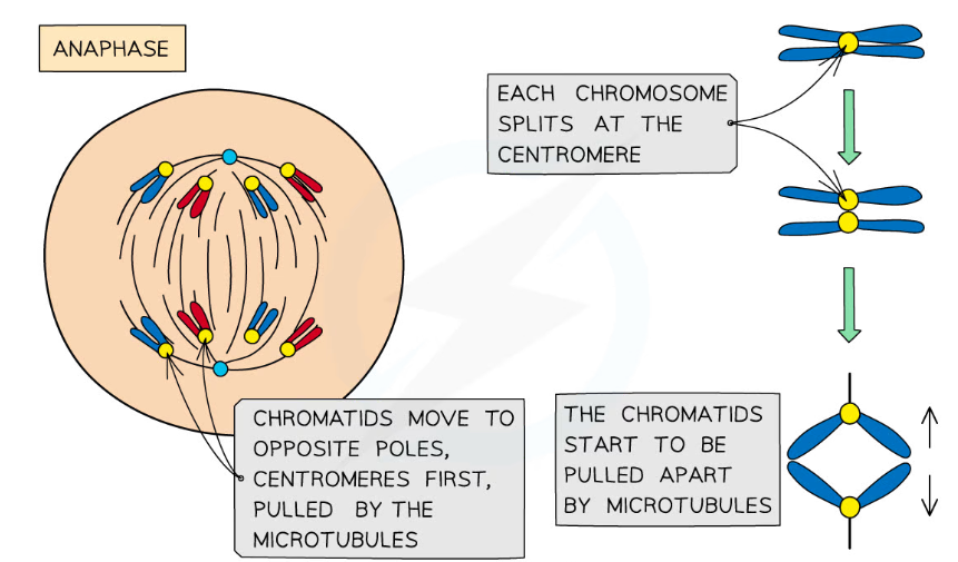 * The sister chromatids **divide** at the **centromere**.

\
* The spindle fibres **contract** and pull the sister chromatids to opposite poles of the spindle (they are now called **chromosomes**).