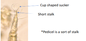 <p>rounded head </p><p>thumb print on dorsal surface</p><p>very short pedicels at end of front legs and ending in cup-shaped sucker</p>