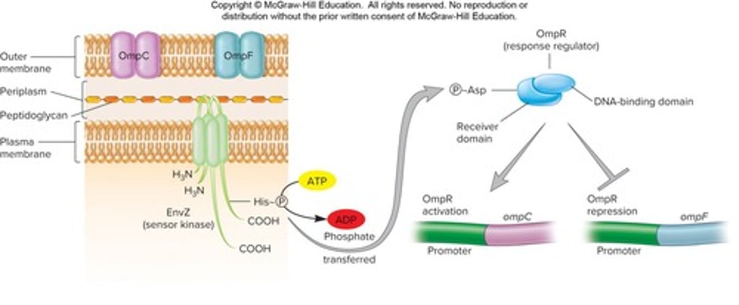 <p>Regulatory systems consisting of a sensor kinase and a response regulator that govern cellular responses.</p>