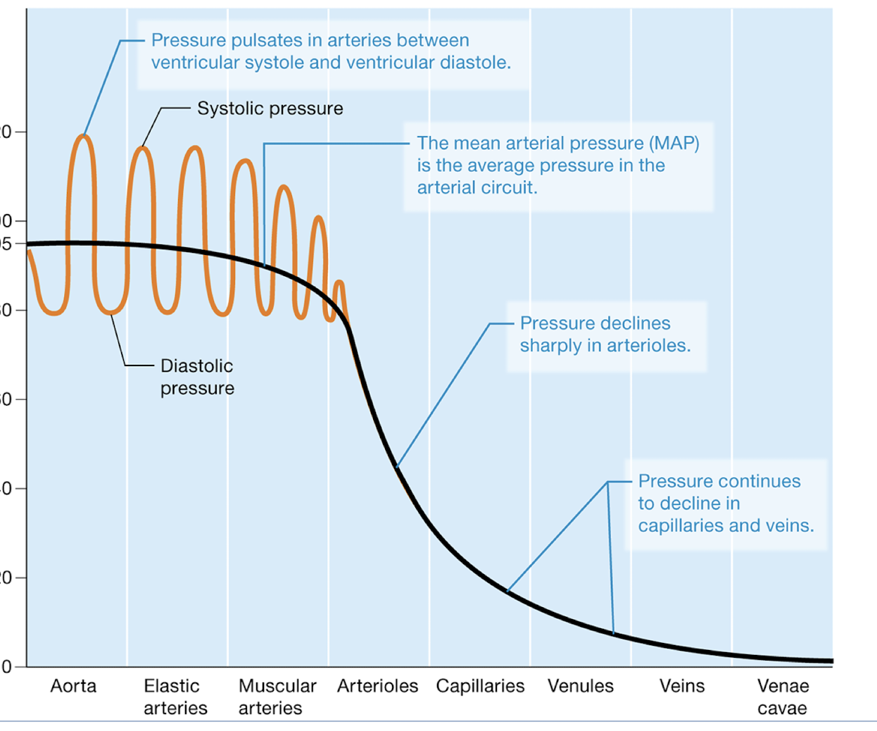 decline in pressure, creates a pressure gradient , keeps blood moving forward 