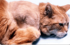 <p>Feline injection site sarcoma </p>
