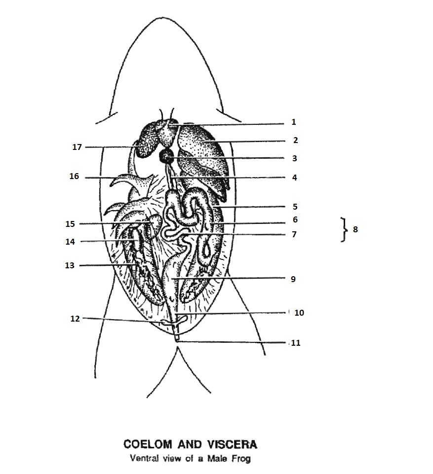 <p>5</p>