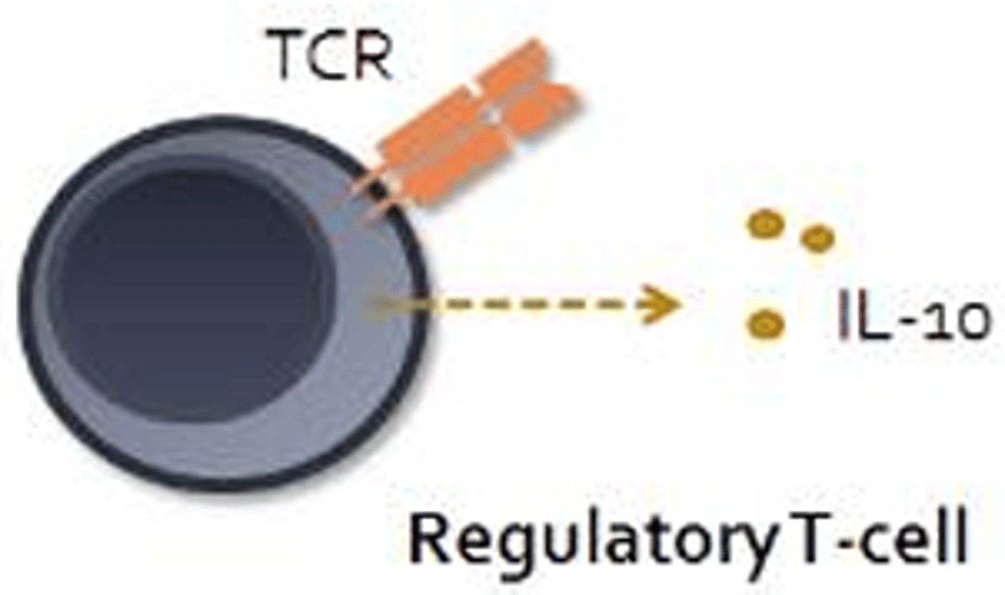 <p>- CD4+ and CD25+</p><p>- Main function is to suppress adaptive immune responses</p><p>- Prevent autoimmune disease by inhibiting the activities of autoreactive immune cells</p><p>- Suppress immune responses through direct cell-to-cell contact or through the release of IL-10 which functions to inhibit macrophages, dendritic cells, and cells of the adaptive response</p>