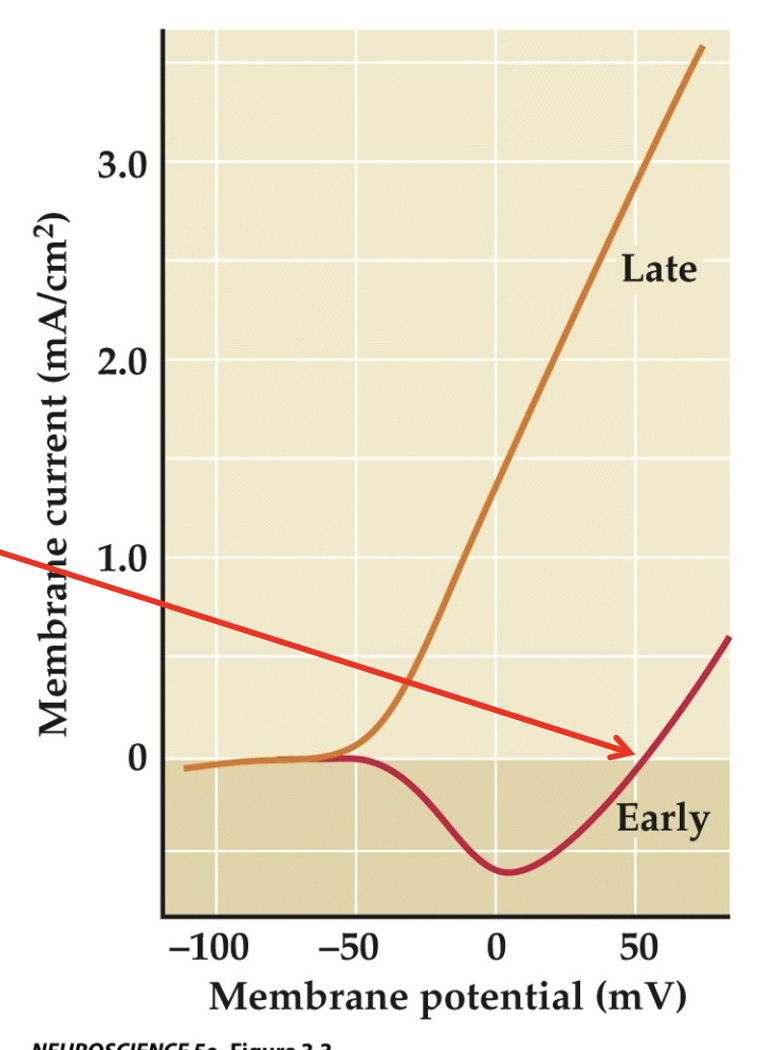 <p>No early current flows at +52 mV when the membrane is clamped at this potential.</p>