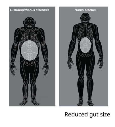 <p>Benefits</p><ul><li><p>Meat is easier to digest</p></li></ul><p>Drawbacks </p><ul><li><p>Digestion and gut tissue are energetically expensive</p></li></ul><p></p>