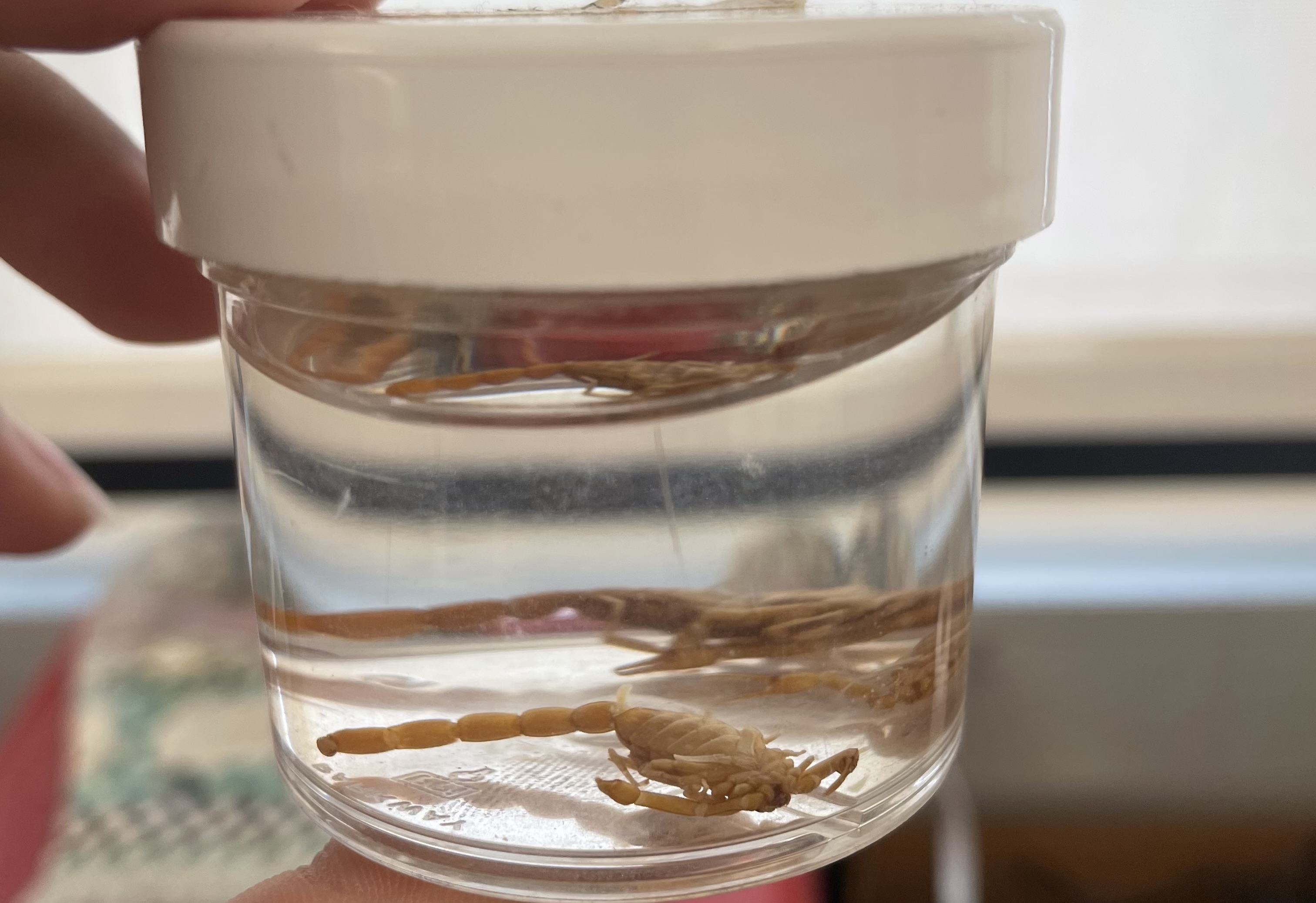 <p>Subphylum</p><p>Class</p><p>Order</p>