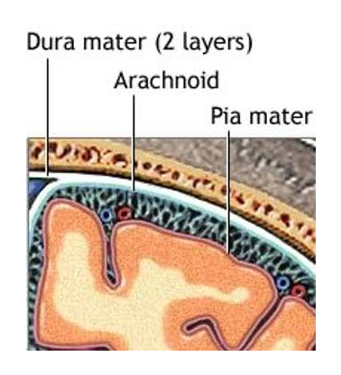 <p>-in middle</p><p>-arachnoid trabeculae - lines that extend to pia mater</p><p>-subarachnoid space - contains CSF</p><p>-made of collagen &amp; elastic fibers</p>