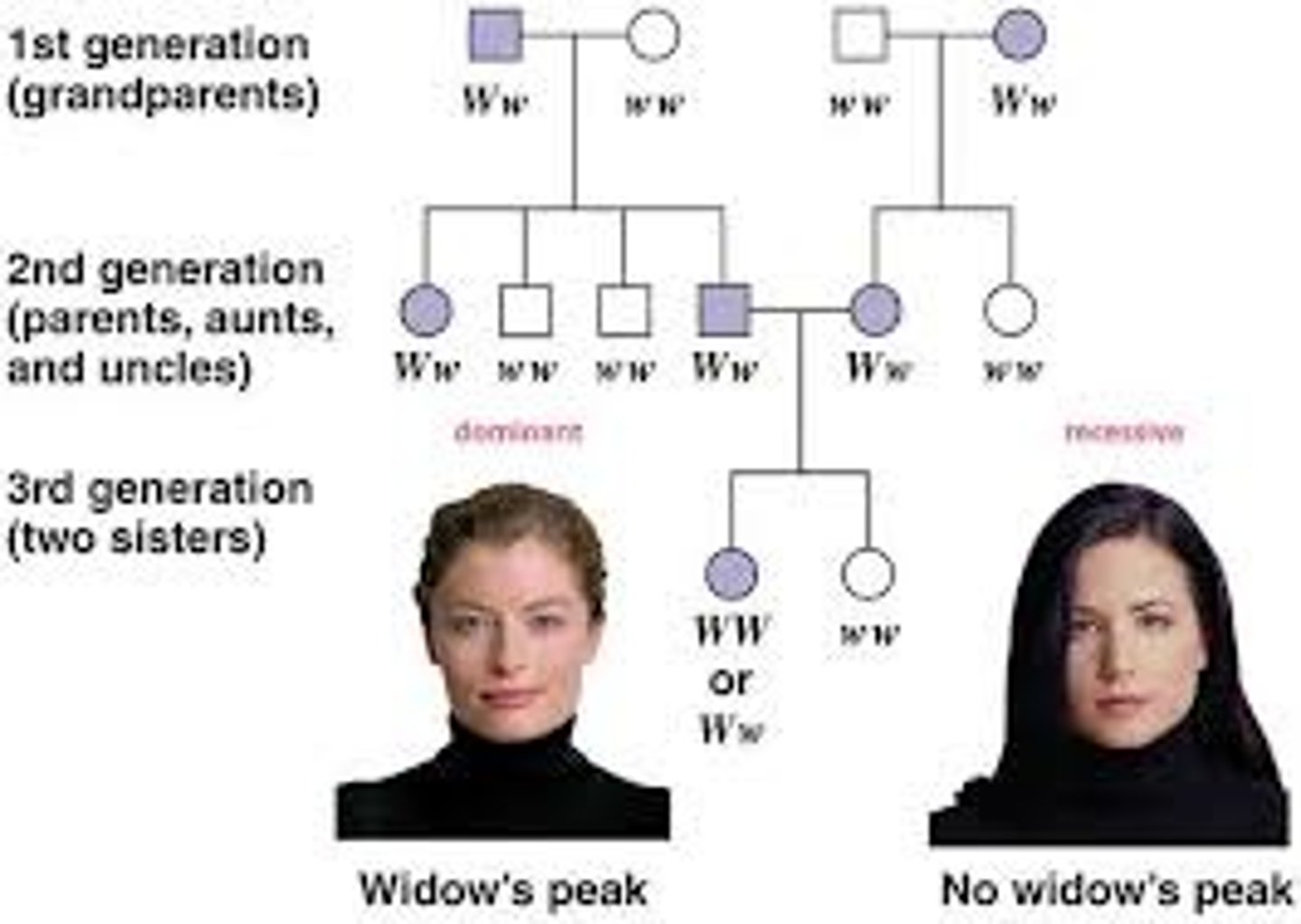 <p>Passing on of traits from generation to generation through the genetic code.</p>