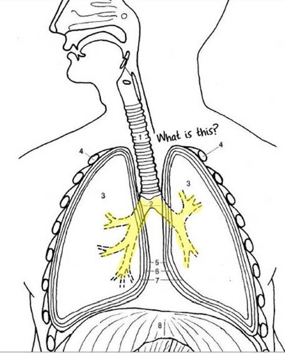 <p>DEFINITION</p><p>Tube leading from the trachea to each lung</p>