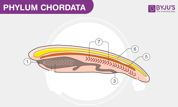 <ol><li><p>Mouth</p></li></ol><ol start="7"><li><p>Segmented body wall muscles</p></li></ol><ol start="3"><li><p>Anus</p></li></ol><ol start="5"><li><p>Notochord</p></li><li><p>Dorsal nerve chord</p></li></ol><p></p>