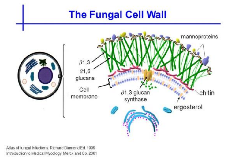 <ul><li><p>chitin - </p></li><li><p>ergosterol instead of cholesterol </p></li><li><p>glucan filaments </p></li><li><p>mannoproteins - high degree of mannose sugars </p></li></ul><p></p>