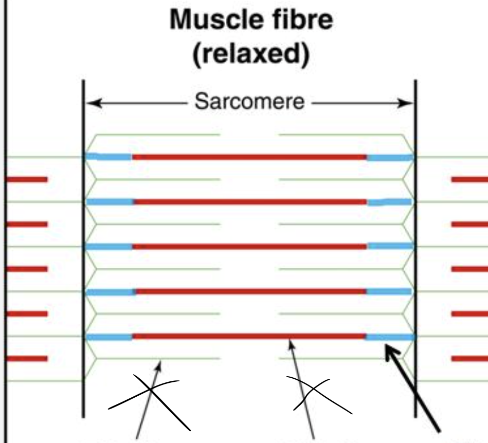 <p>connect myosin to z disc</p>