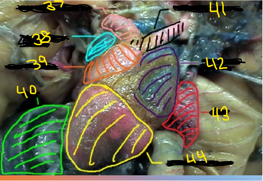 <p>What is option 40</p>