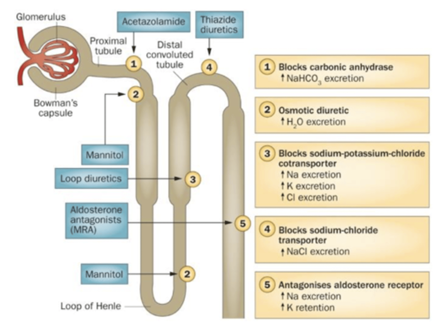 <p>Indapamide, Metolazone, (Bendroflumethiazide)</p><p>- inhibits Na+/Cl- co transporter in DCT</p><p>- stops Na+ reabsorption and therefore H2O</p><p>- resulting diuresis causes initial fall in the ECF volume</p><p>- because this mechanism normally only reabsorbs about 5% of filtered Na, thiazide diuretics are less effective than loop</p>