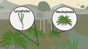 <p>Lycophytes</p>