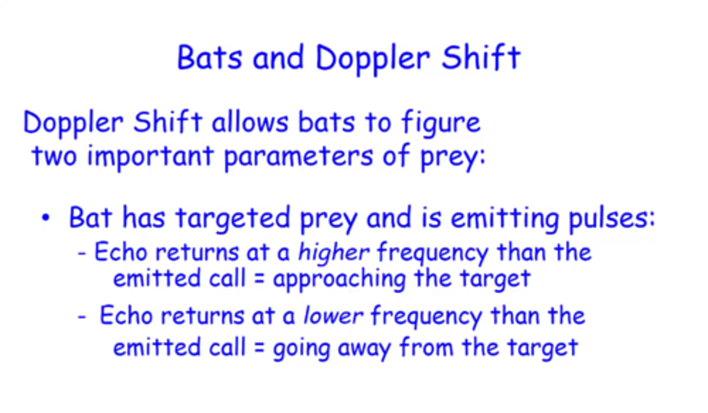 <p>If the returned frequency is higher then emitted = prey/target is getting closer to the bat<br>If it is lower than emitted = it is getting further away</p>