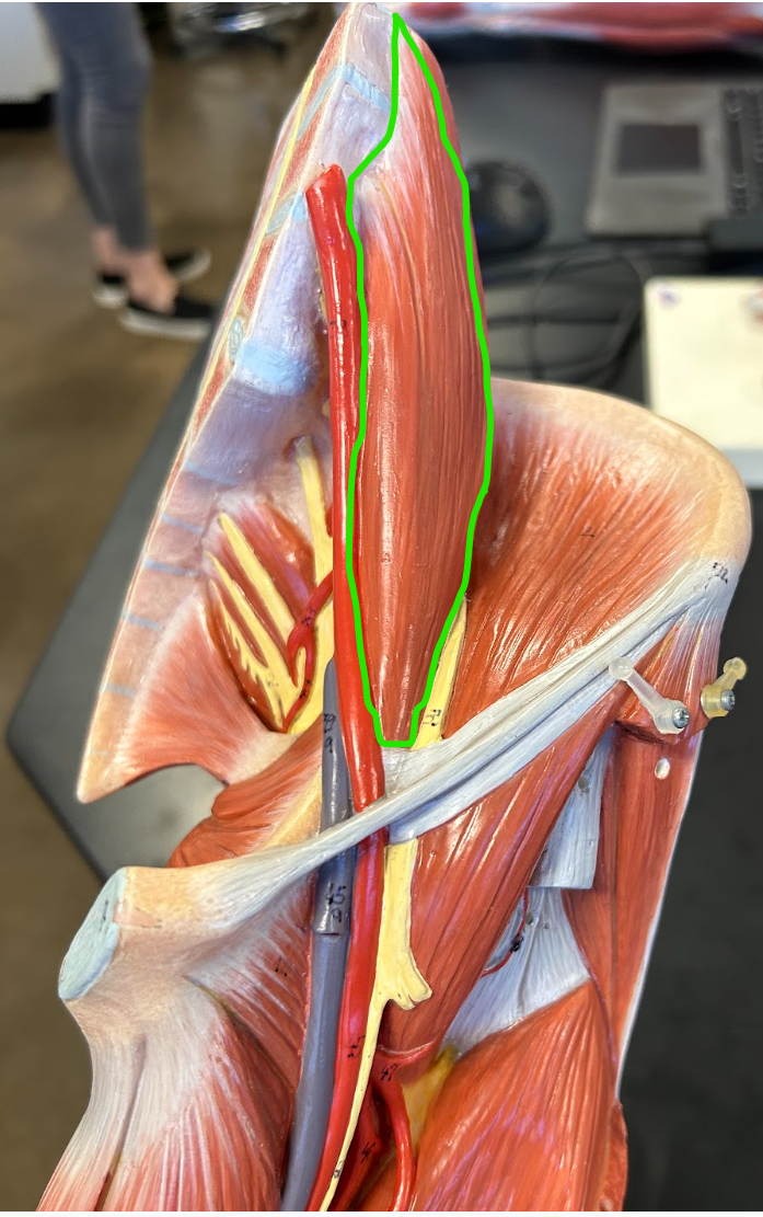 <p><span style="font-family: Arial, sans-serif">What is the origin and insertion of this muscle?</span></p>