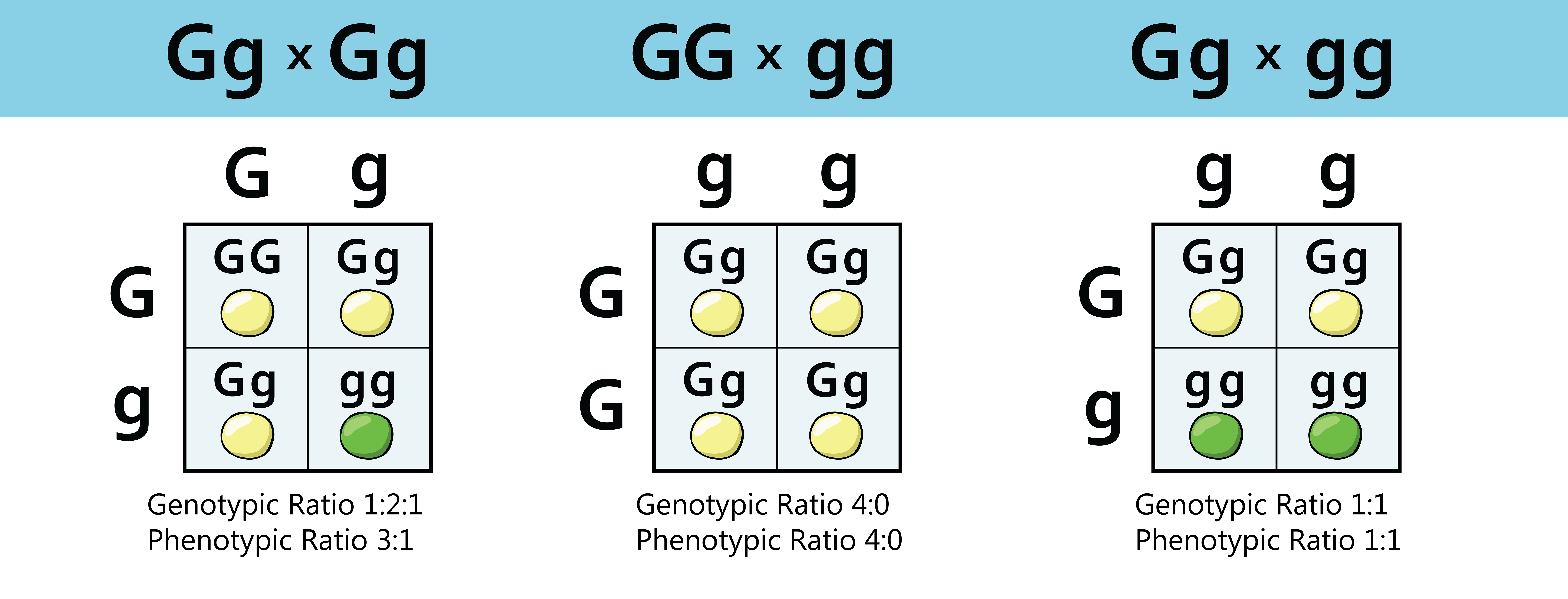 <p>Predicts genetic outcome of sexual reproduction. Theorises how alleles may be passed from parent to offspring. calculates probability of phenotypes based on predicted genotypes. </p><p><span><strong>Each box is worth 25%.</strong></span></p><ol type="a"><li><p><span>What are the probabilities of offspring genotypes?</span></p></li><li><p><span>What are the probabilities of offspring phenotypes?</span></p></li><li><p><span>What are the ratios of different genotypes and phenotypes?</span></p></li></ol><p></p>
