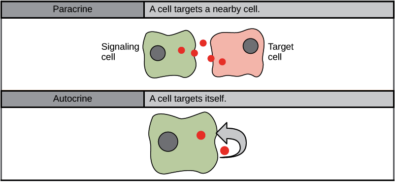 <p>A type of local signaling, Cell-to cell contact here local messages travel; short distances to the target cell. </p>