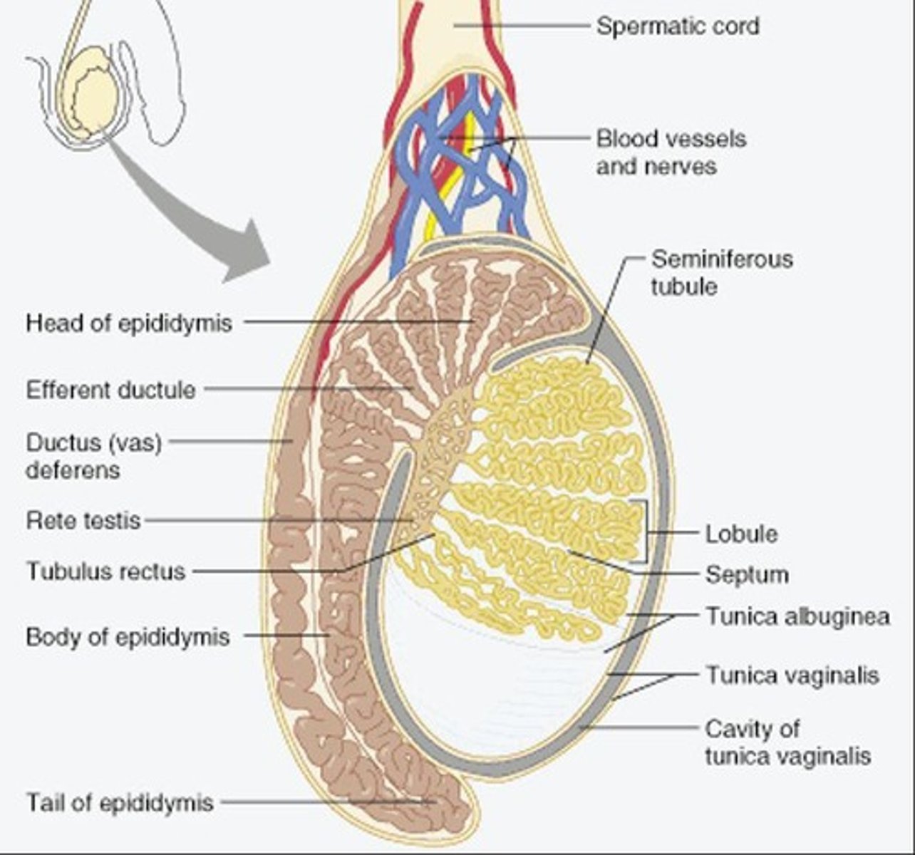 <p>Storage site for mature sperm cells.</p>