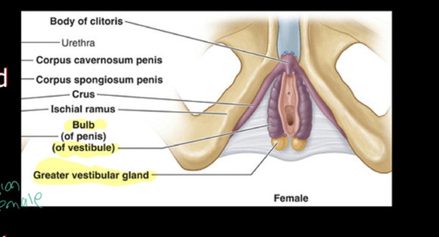 <p>erectile tissue running deep to the labia majora which helps to tighten around the penis</p>